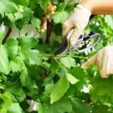 Kako se brinuti o grožđu